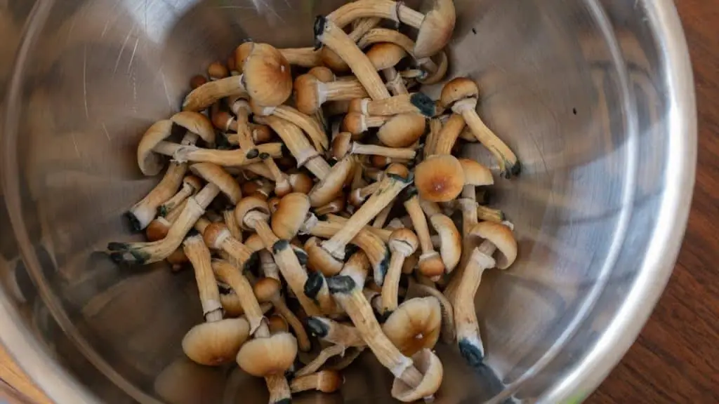 desidratar cogumelos na airfryer