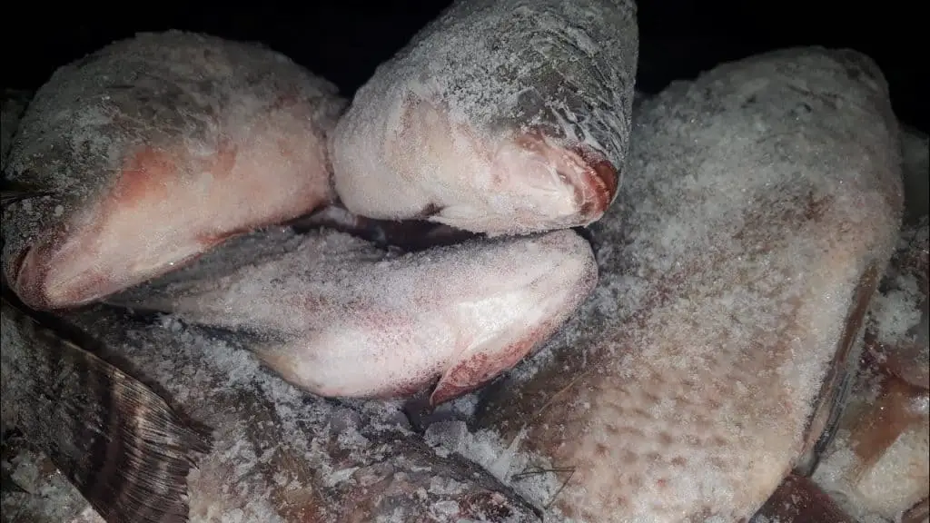 descongelar peixe na airfryer
